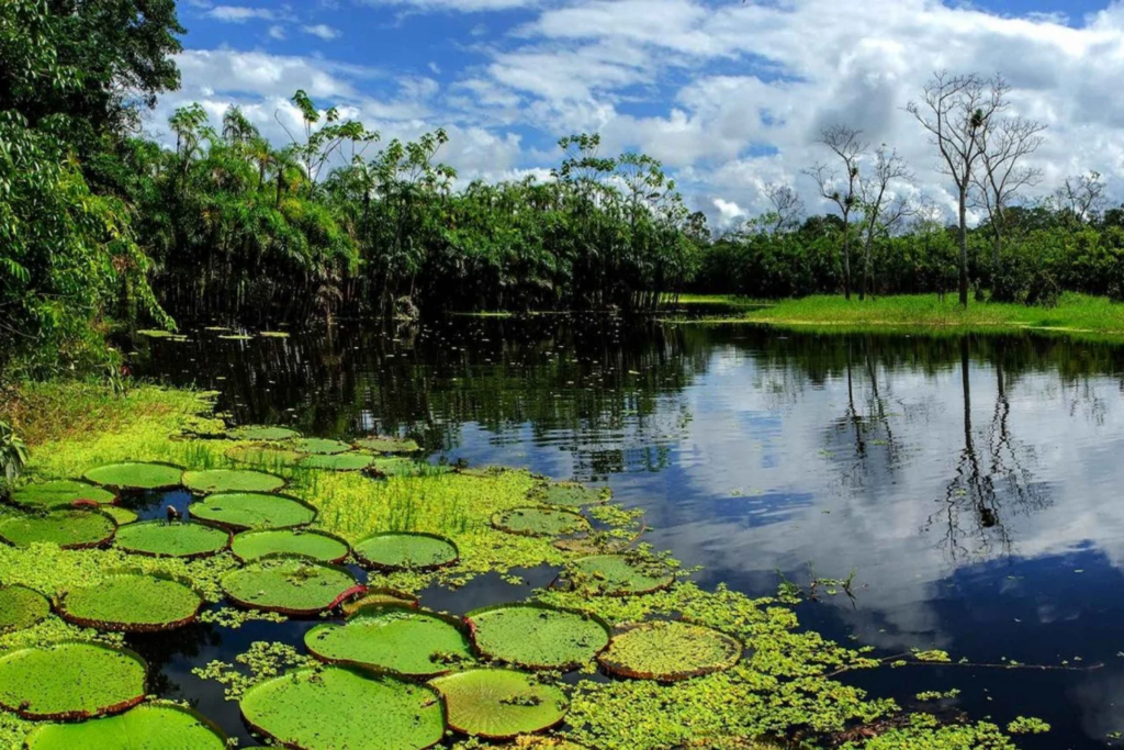 Climate in the Jungle